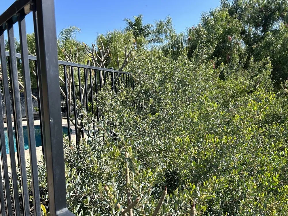 Professional yard cleanup service for year-round maintenance across Placentia, CA - Favela’s Landscaping Service