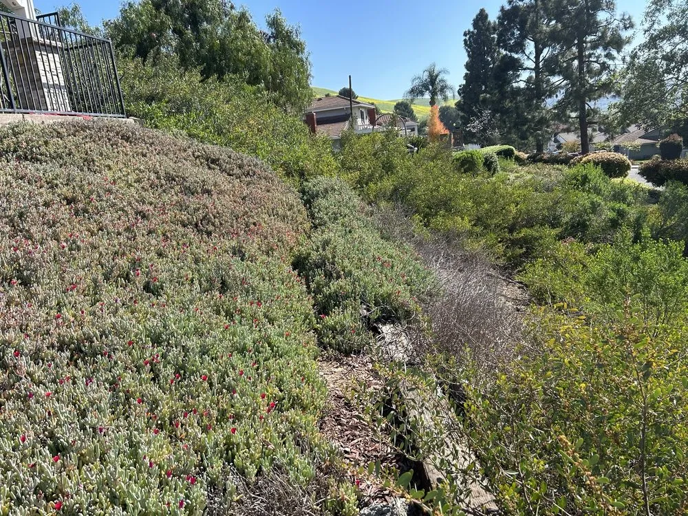 Affordable lawn care service in Placentia, CA - Favela’s Landscaping Service