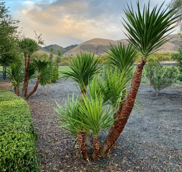 Professional lawn care service in Santa Maria, CA - Favio Aviles Gardening