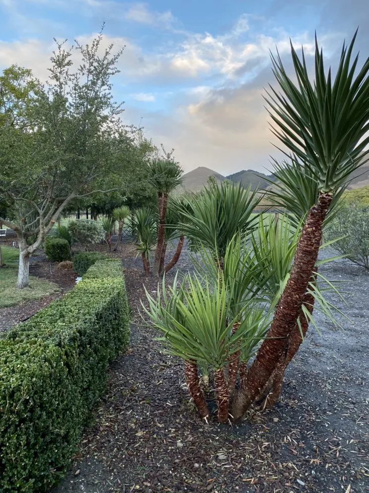 Affordable garden landscaping in Santa Maria, CA by Favio Aviles Gardening