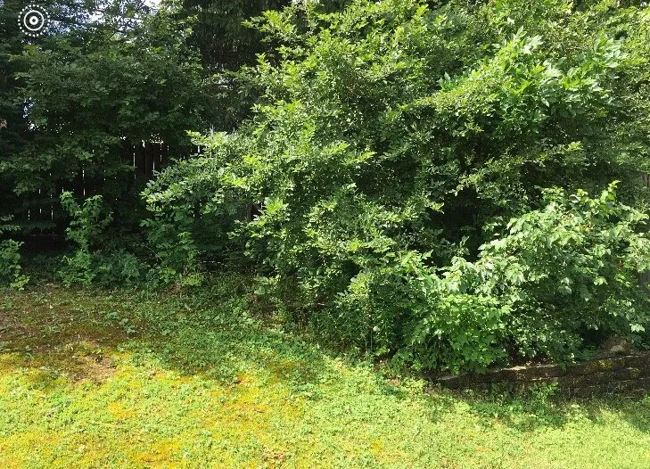 Affordable landscaping services experts serving Lexington, KY - Fayette County Landscaping