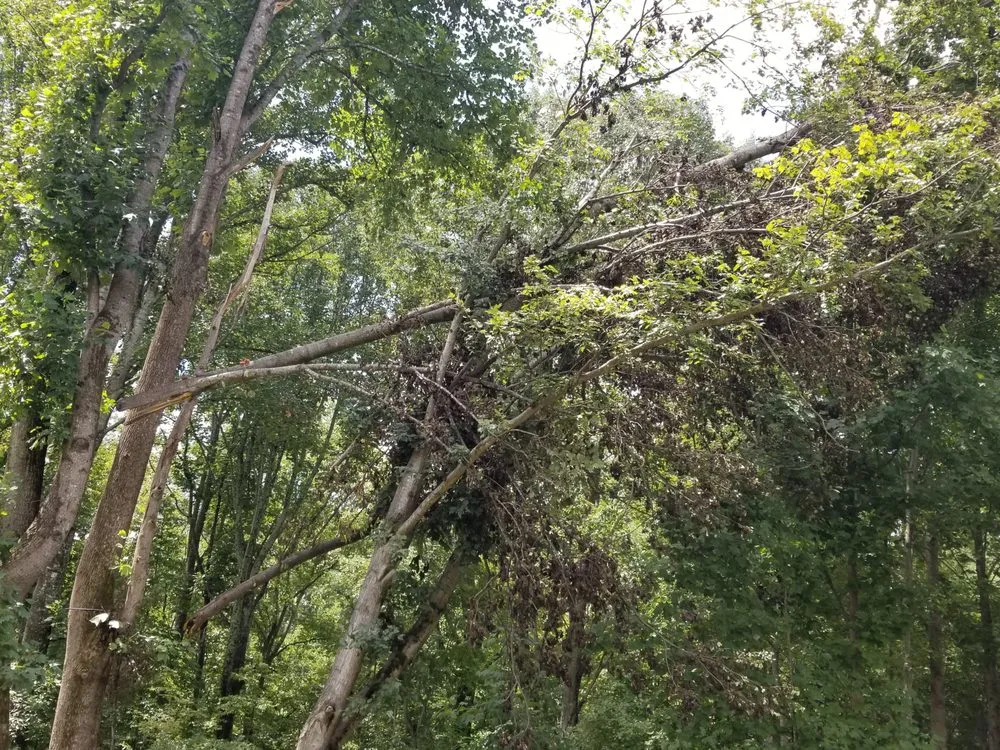 Top-rated lawn care service near you in Summerfield, NC by Fays Lawn, Land & Tree