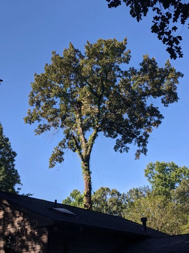 Local yard cleanup service for residential properties in Roswell, GA by F&B Tree Service