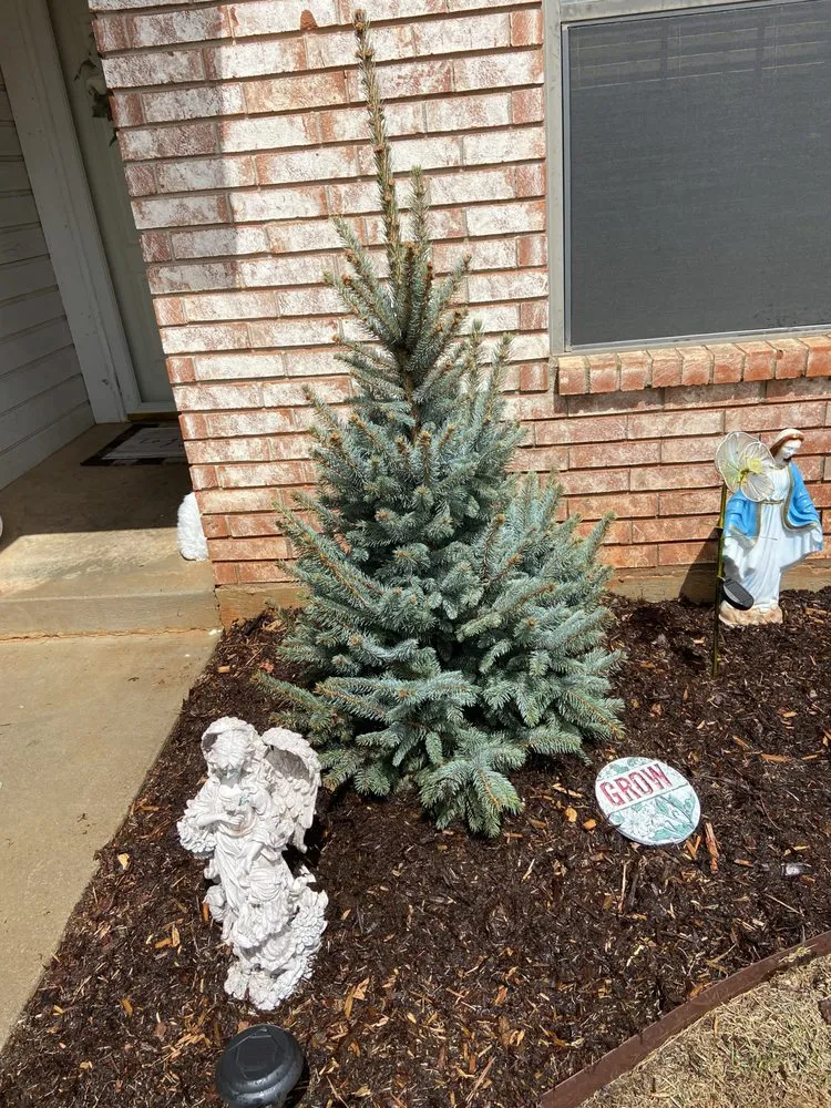 Custom yard cleanup service in Moore, OK by Fco Great Landscaping