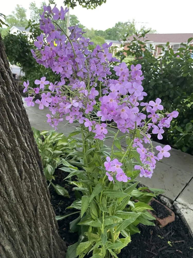 Reliable landscaping services near you in Hunt Valley, MD by F&D Lawnscaping