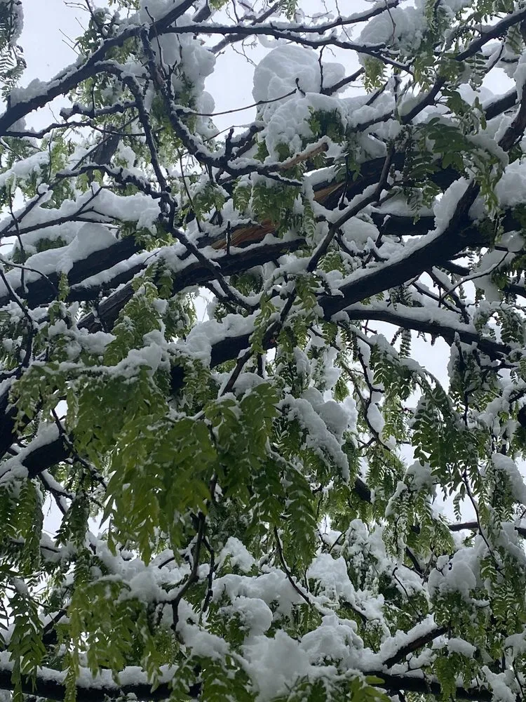 Custom landscape design for residential properties in Colorado Springs, CO by Fearon's Quality Landscaping