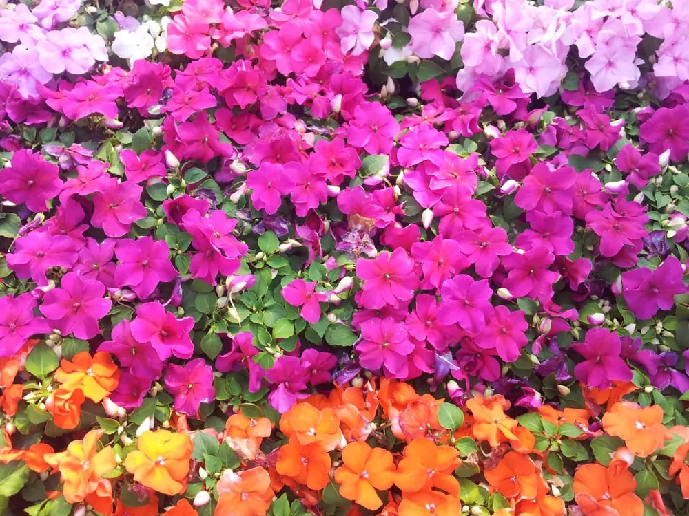 Local outdoor landscaping in Columbia, MD by Feaster Enterprises