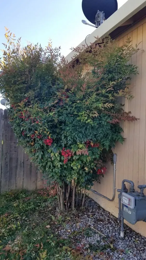 Top-rated garden landscaping in Sutter, CA by Feather River Lawn Maintenance