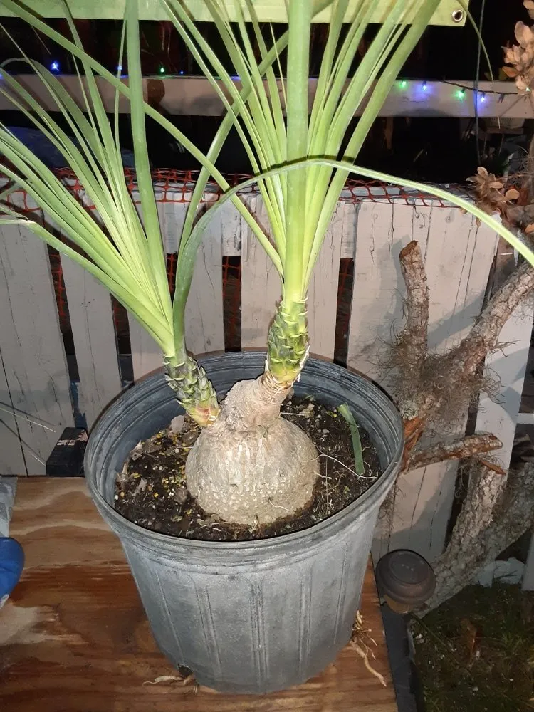 Top-rated lawn care service experts serving New Port Richey, FL - Feger's Nursery