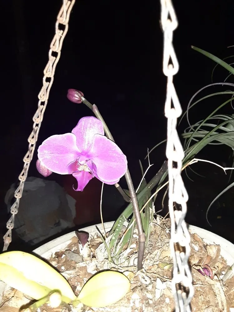 Affordable outdoor landscaping in New Port Richey, FL by Feger's Nursery