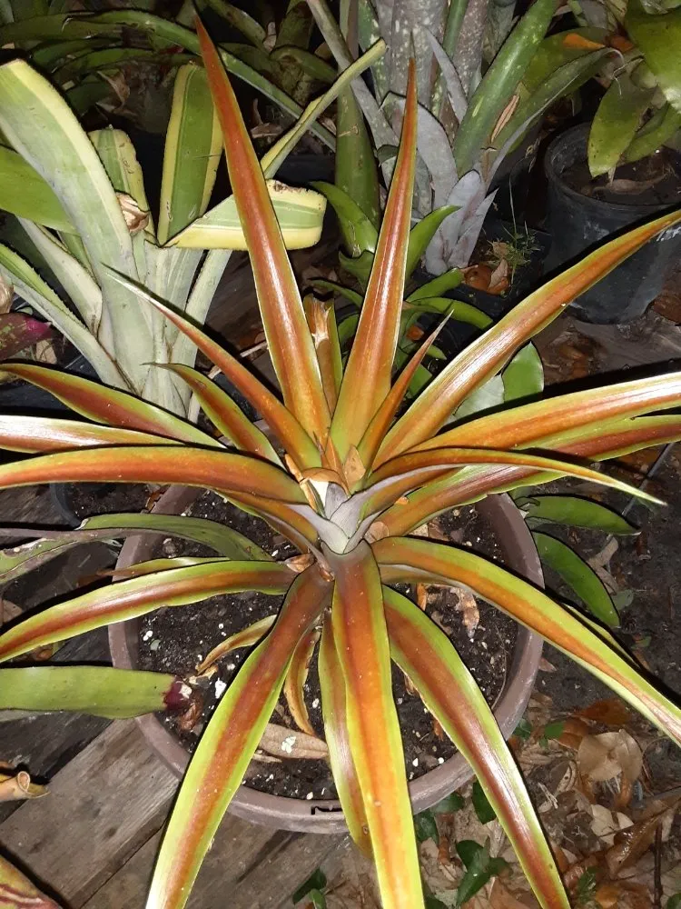 Expert residential landscaping in New Port Richey, FL - Feger's Nursery