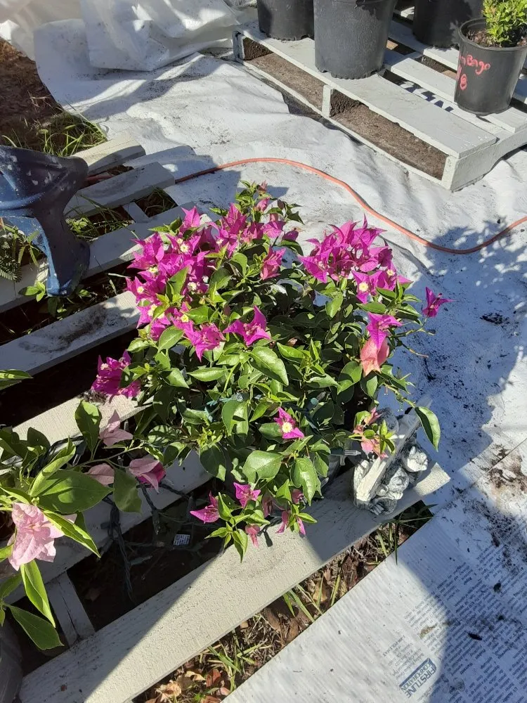 Custom landscaping services experts serving New Port Richey, FL - Feger's Nursery