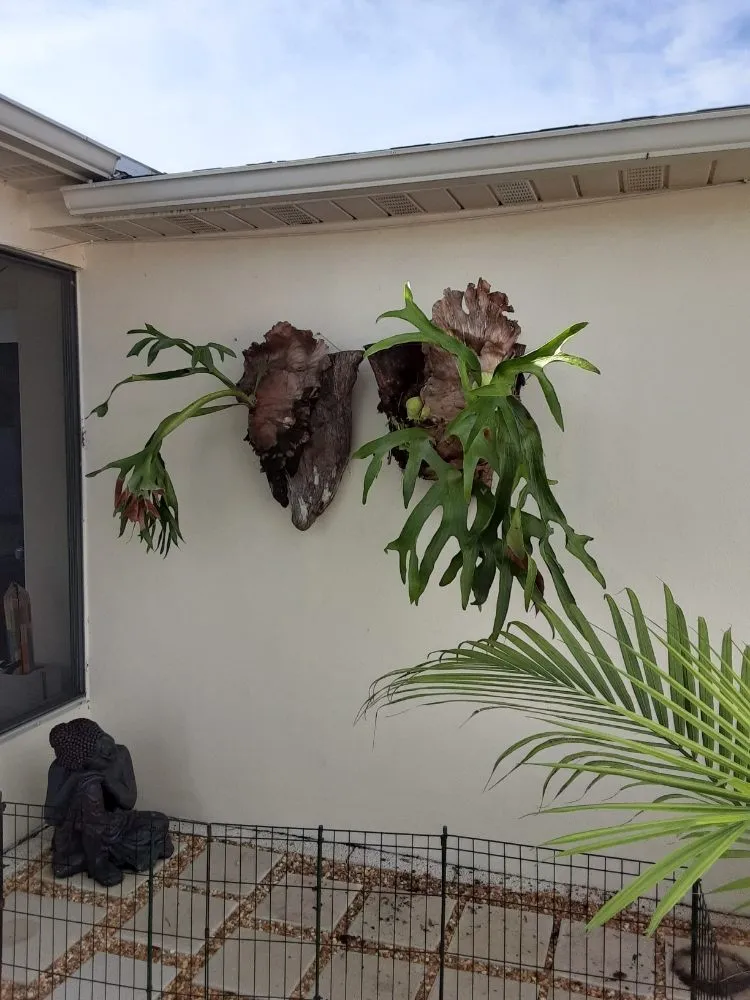 Trusted landscape installation in New Port Richey, FL - Feger's Nursery