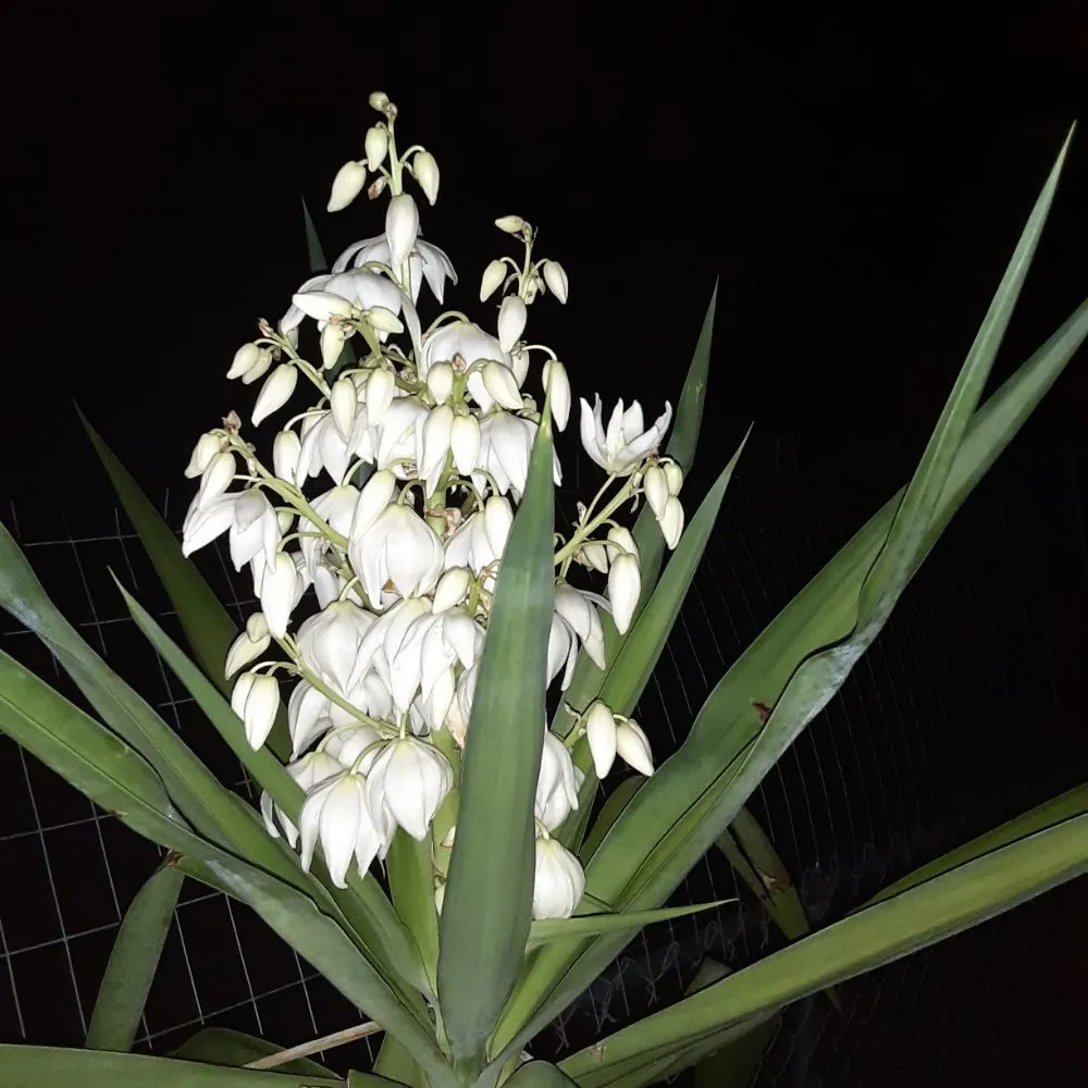 Custom landscaping services for residential properties across New Port Richey, FL - Feger's Nursery