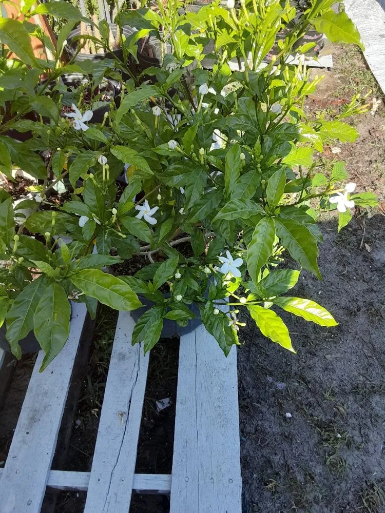 Affordable lawn mowing service for residential properties in New Port Richey, FL by Feger's Nursery