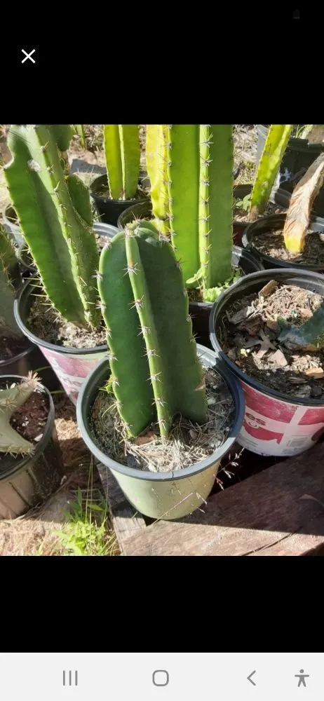 Reliable residential landscaping for residential properties in New Port Richey, FL by Feger's Nursery