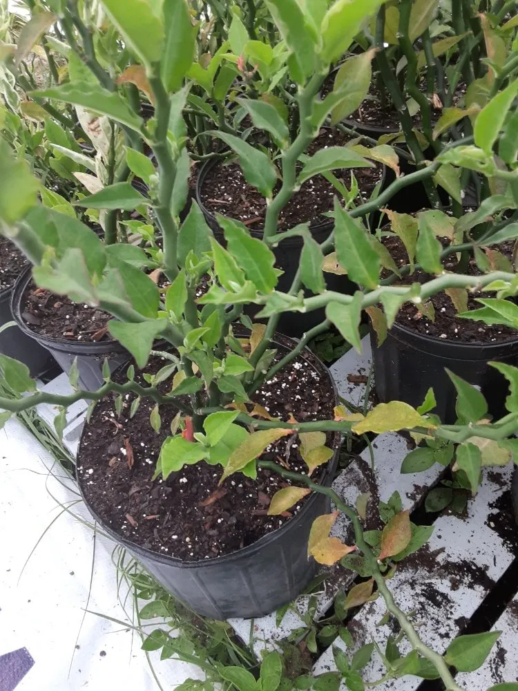 Affordable lawn mowing service in New Port Richey, FL by Feger's Nursery