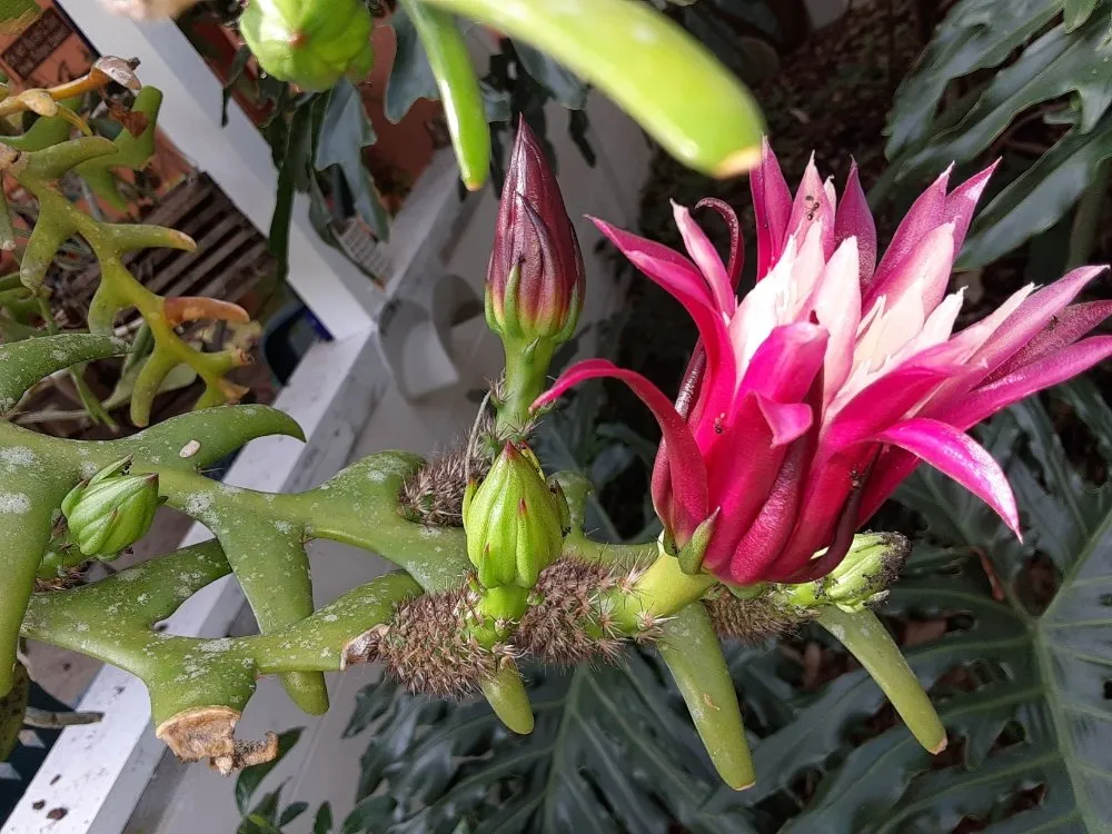 Affordable residential landscaping for beautiful yards across New Port Richey, FL - Feger's Nursery