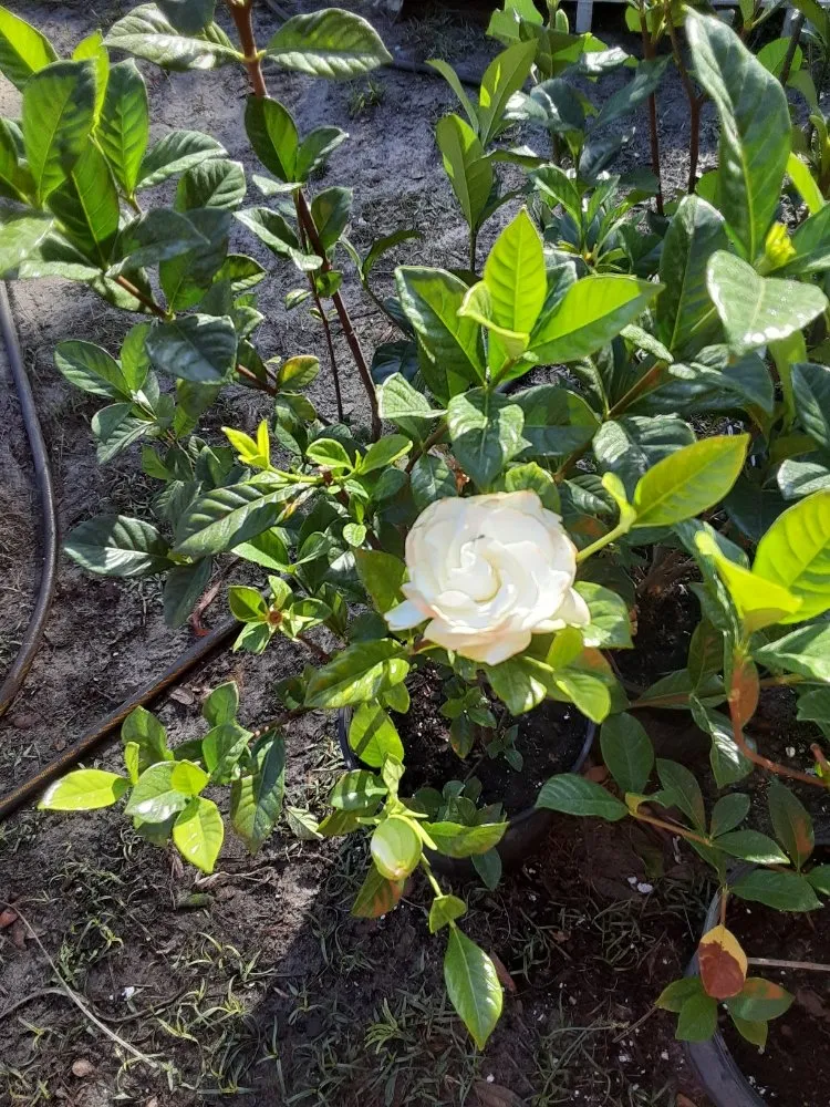 Professional landscape design in New Port Richey, FL by Feger's Nursery