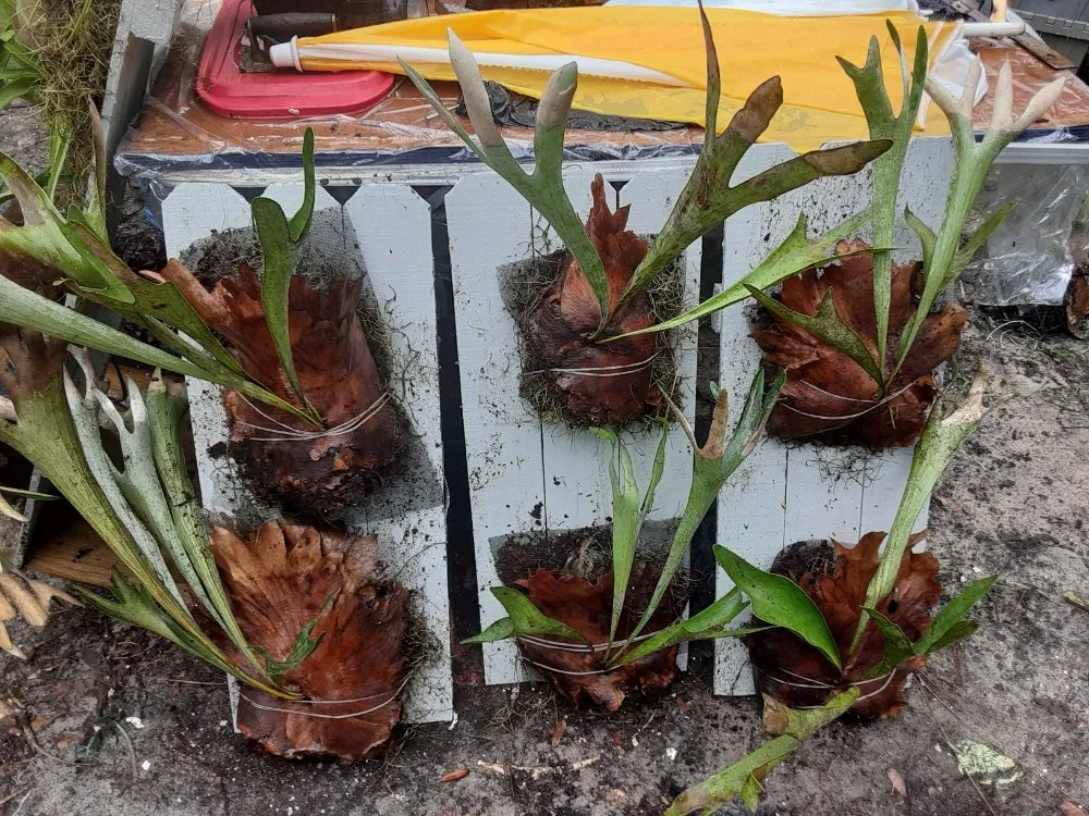 Local lawn care service in New Port Richey, FL - Feger's Nursery