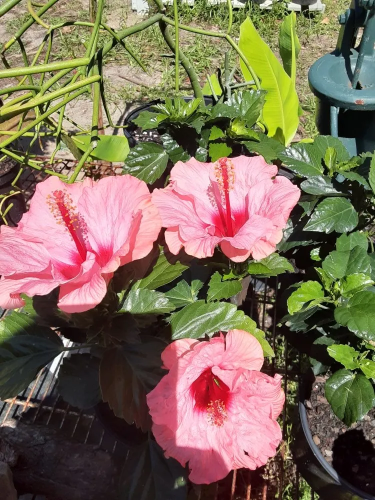 Trusted residential landscaping in New Port Richey, FL by Feger's Nursery