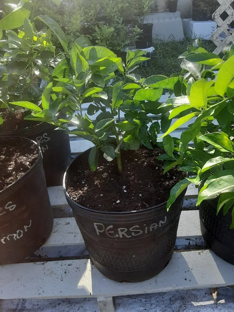 Trusted outdoor landscaping for outdoor upgrades across New Port Richey, FL - Feger's Nursery