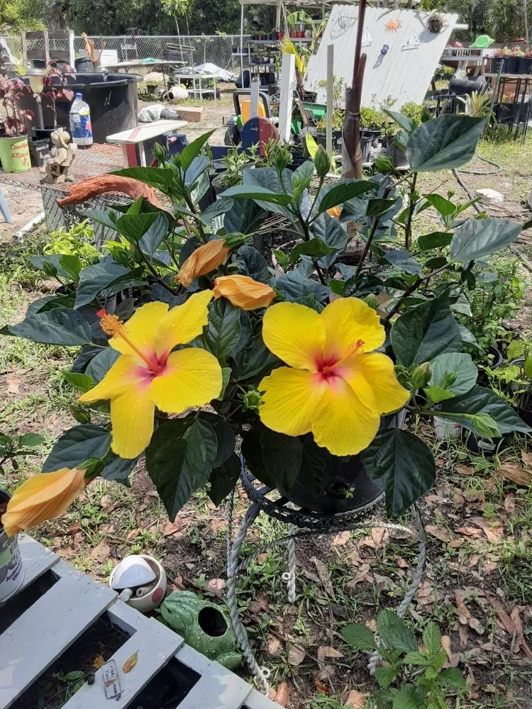 Expert lawn mowing service near you across New Port Richey, FL - Feger's Nursery