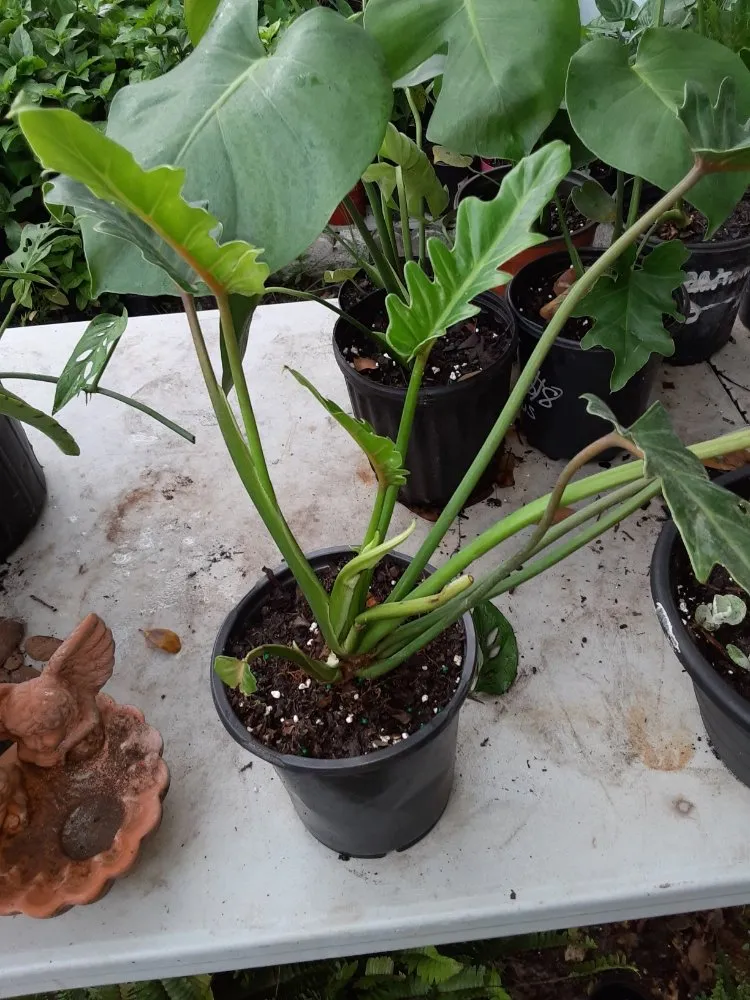 Expert outdoor landscaping experts serving New Port Richey, FL - Feger's Nursery