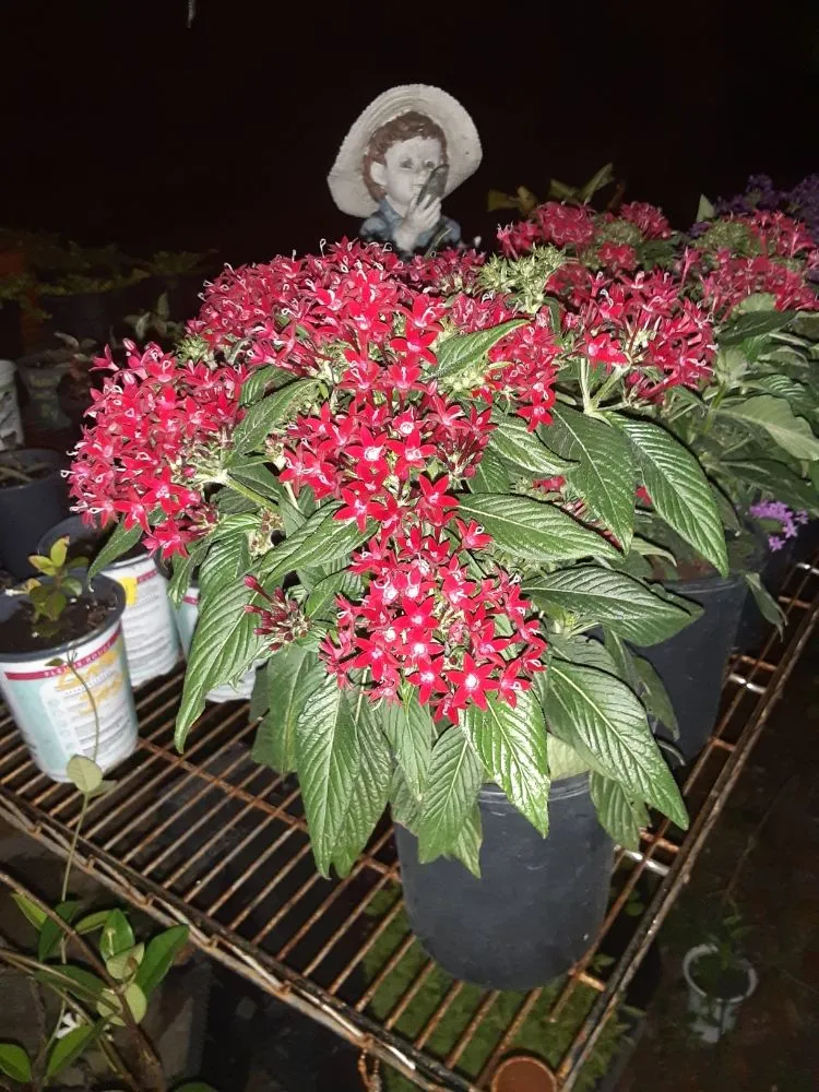 Professional landscape installation for beautiful yards in New Port Richey, FL by Feger's Nursery