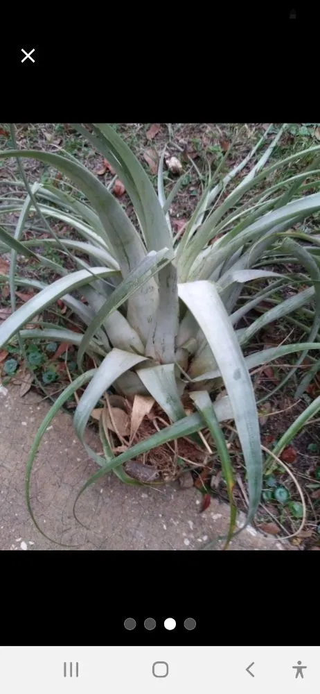 Professional garden landscaping in New Port Richey, FL - Feger's Nursery