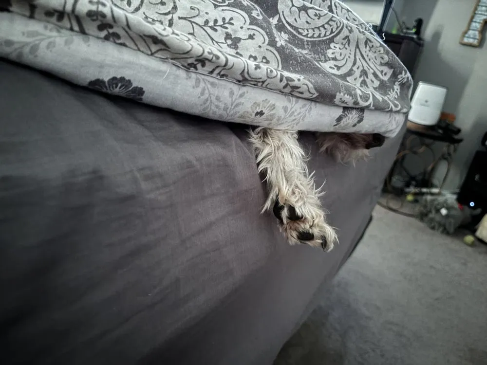 Local yard cleanup service in Summerville, SC by Fehr Winds Landscaping