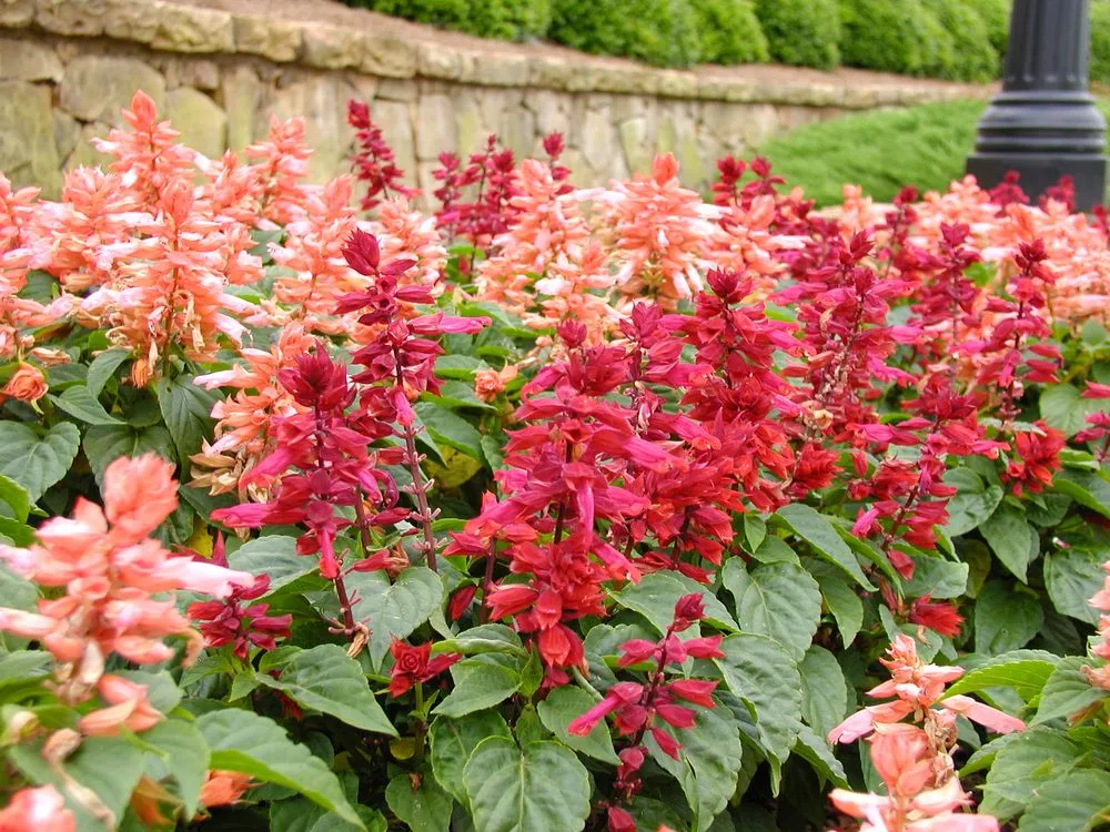 Custom residential landscaping in Greenville, SC by Felicity's Flowers & Design