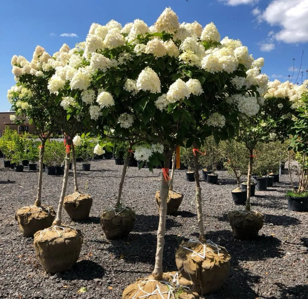 Custom residential landscaping in Lynn, MA by Felipe Landscaping