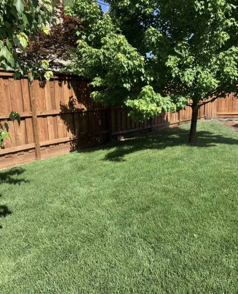 Local yard cleanup service for outdoor upgrades across Laguna Niguel, CA - Felipe's Landscape