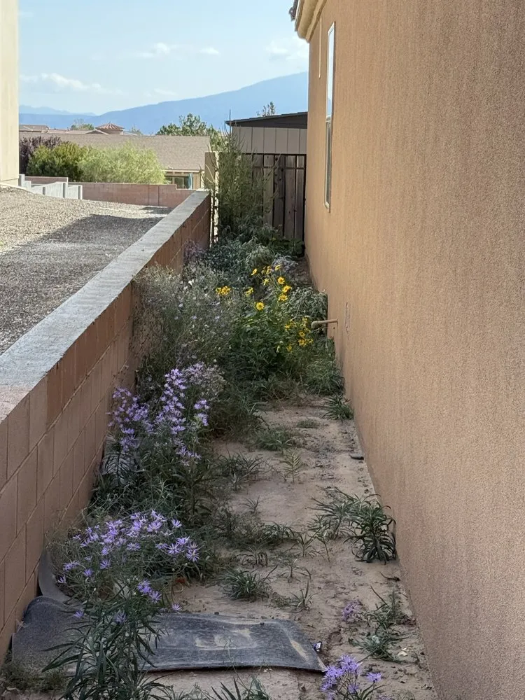 Local landscape installation near you in Rio Rancho, NM by Felipe’s Landscaping and removal