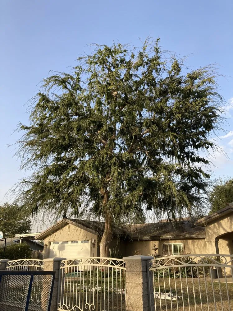 Custom landscape installation in Bakersfield, CA by Felipe’s Lawn Service