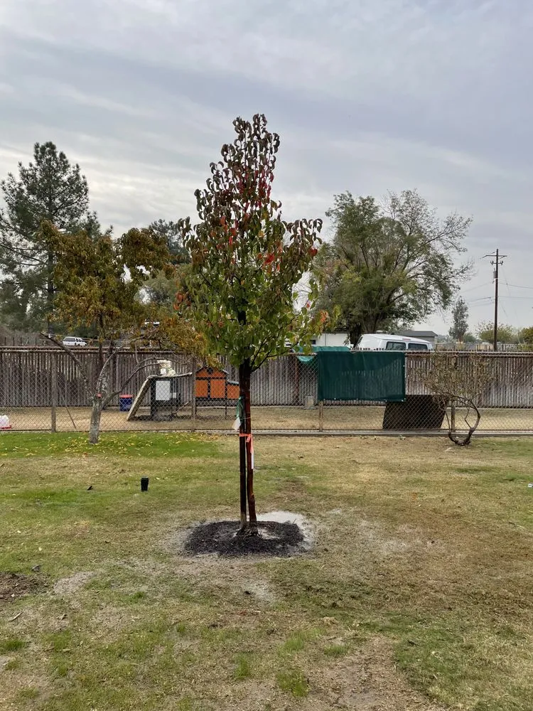 Affordable outdoor landscaping experts serving Bakersfield, CA - Felipe’s Lawn Service