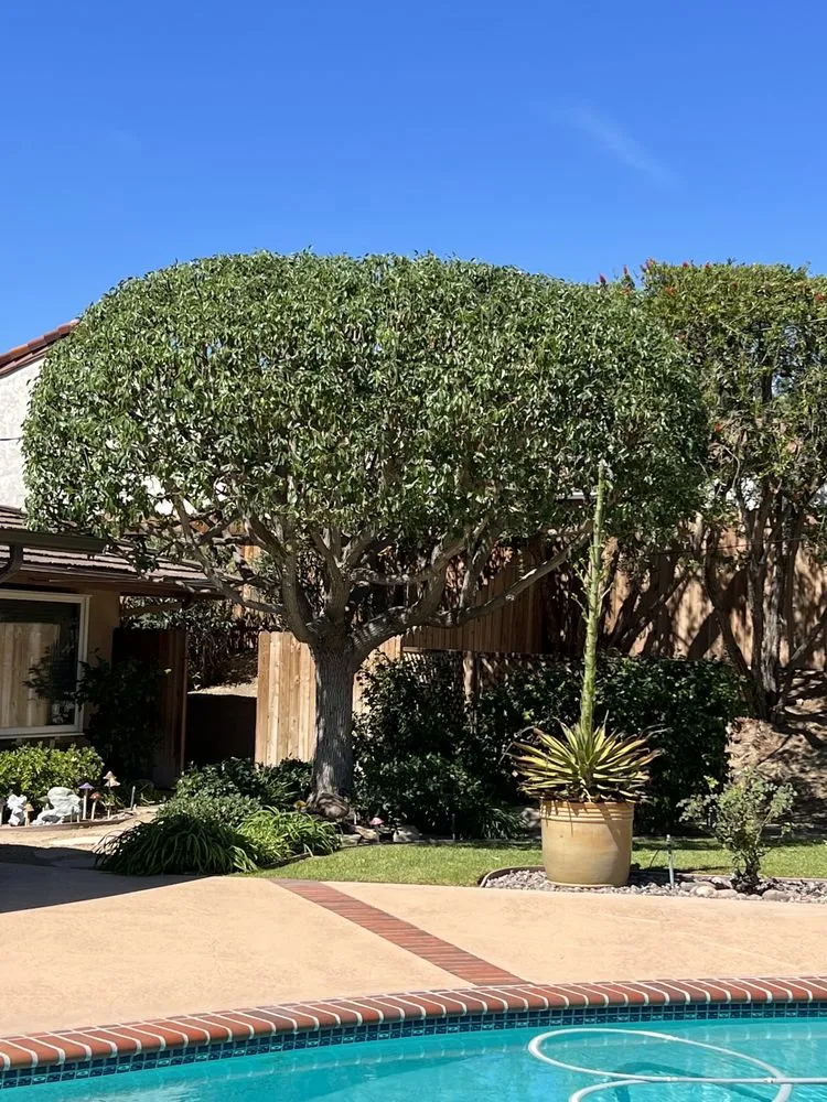 Affordable landscape installation in Santa Ana, CA - Felipe’s Tree Services And Landscaping