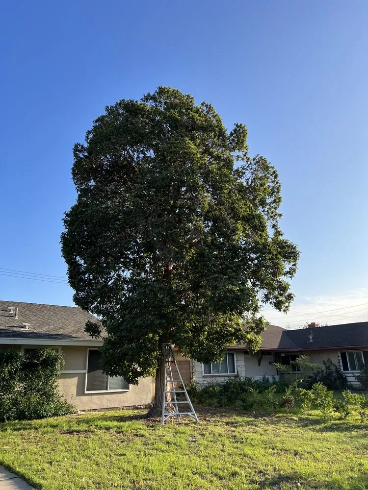 Reliable landscape design near you in Santa Ana, CA by Felipe’s Tree Services And Landscaping