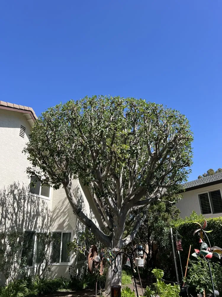 Custom landscape installation for residential properties in Santa Ana, CA by Felipe’s Tree Services And Landscaping