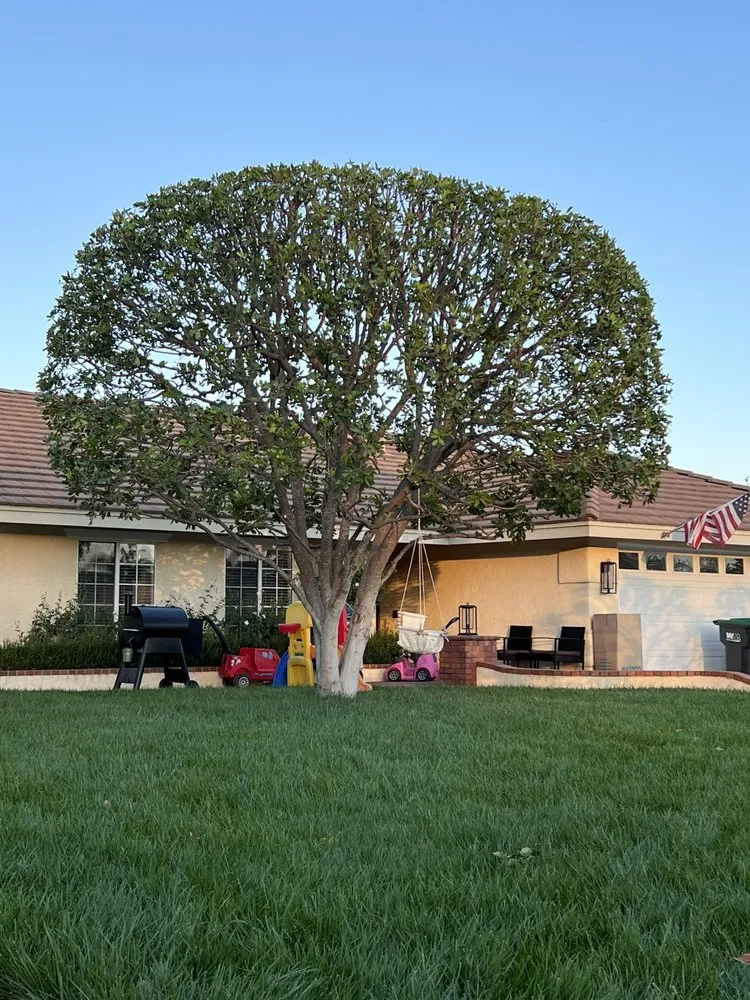 Professional outdoor landscaping with custom design across Santa Ana, CA - Felipe’s Tree Services And Landscaping
