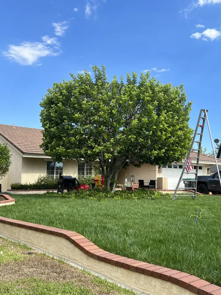 Affordable landscape design in Santa Ana, CA by Felipe’s Tree Services And Landscaping