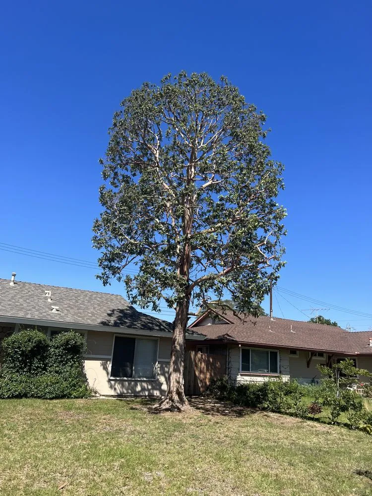 Professional landscape design with custom design across Santa Ana, CA - Felipe’s Tree Services And Landscaping