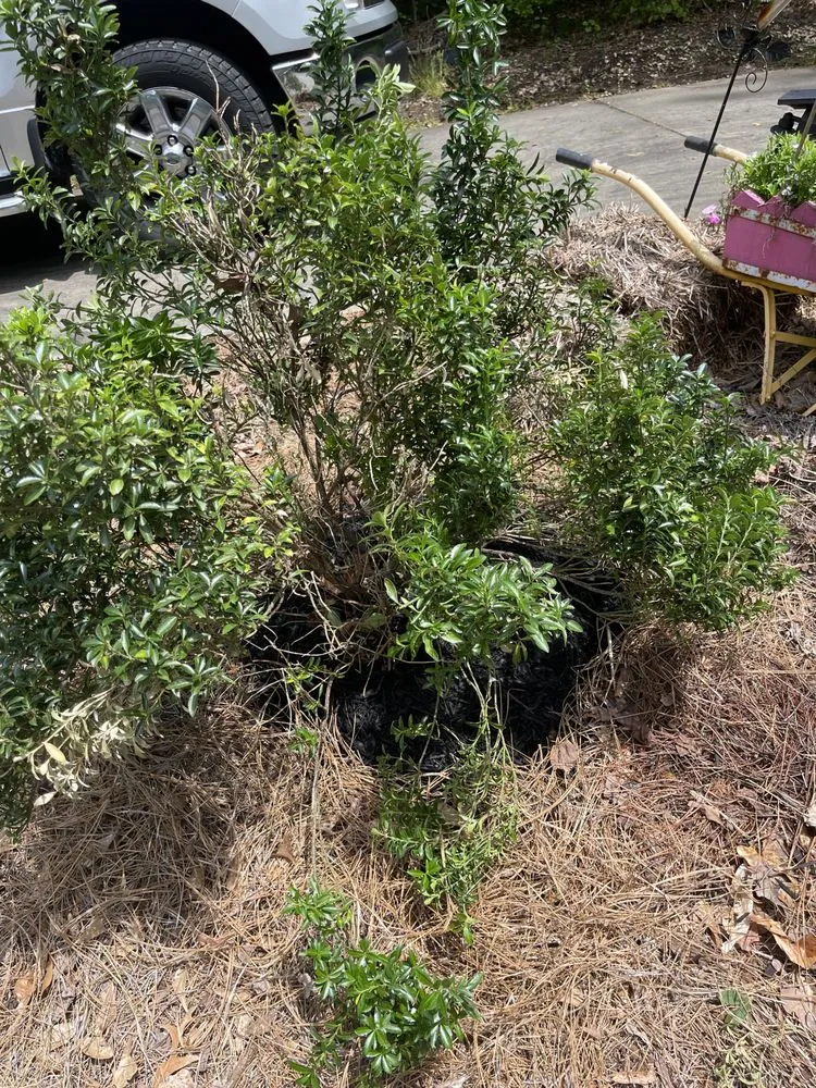 Top-rated landscape installation in Easley, SC by Felix Landscape Irrigation