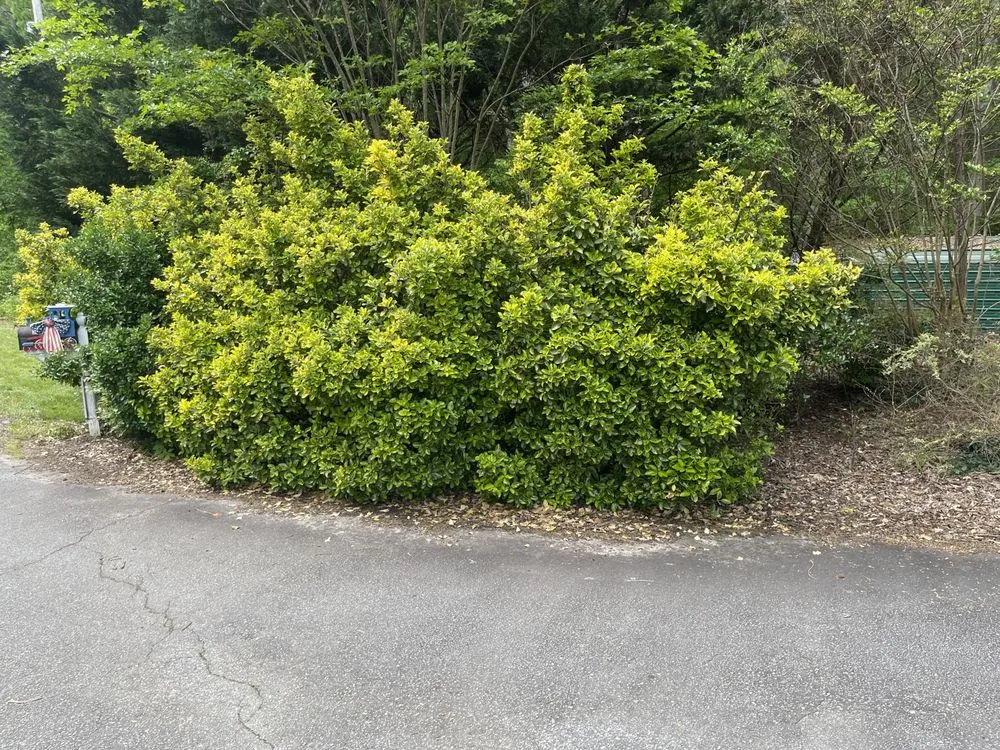 Affordable garden landscaping in Easley, SC - Felix Landscape Irrigation