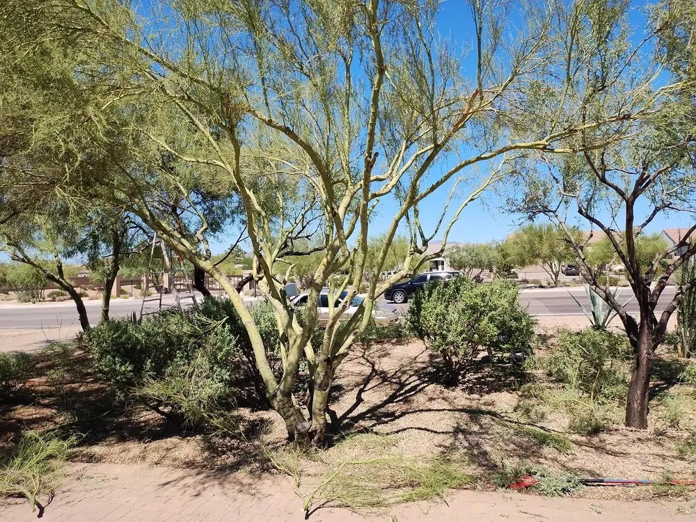 Affordable outdoor landscaping in Phoenix, AZ by Felix Landscape