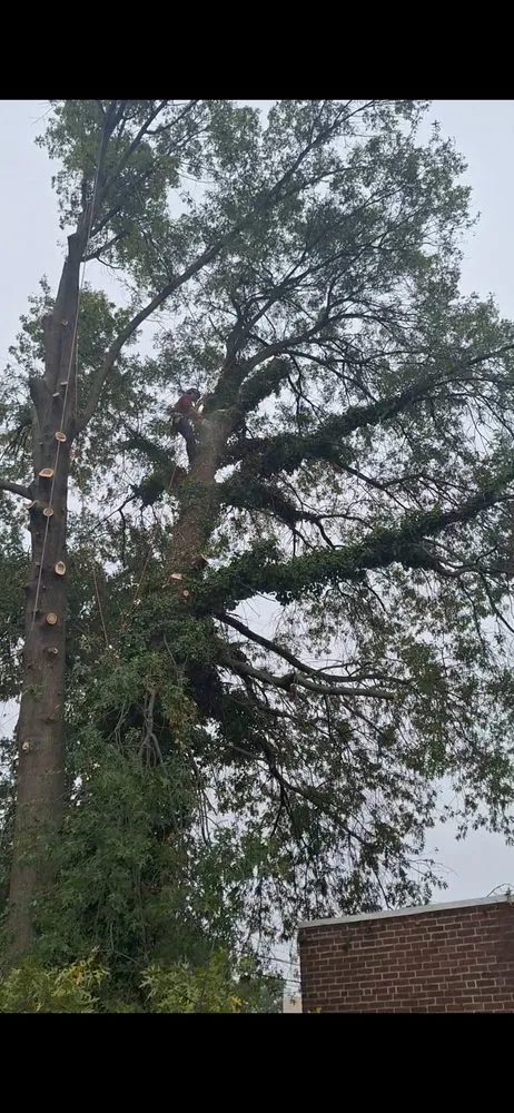 Expert outdoor landscaping experts serving Chester, PA - Felix Landscaping And Tree Services