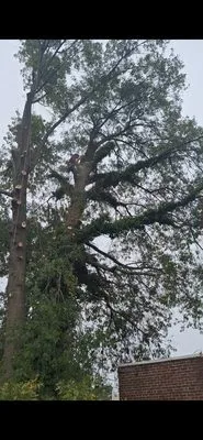 Felix Landscaping And Tree Services