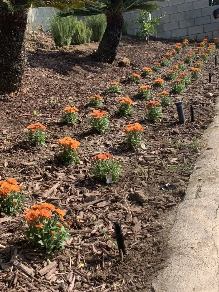 Local outdoor landscaping for residential properties in Chino, CA by Felix Landscaping