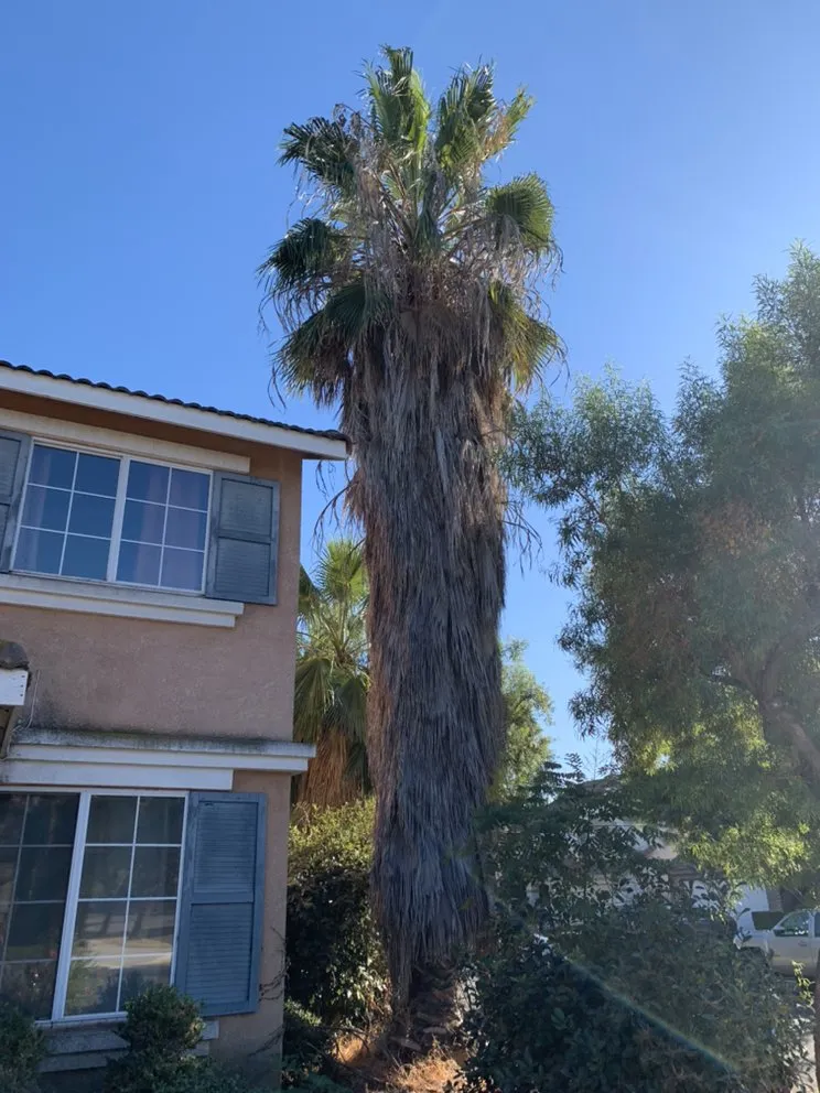 Custom yard cleanup service for outdoor upgrades across Chino, CA - Felix Landscaping